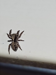 Pseudeuophrys lanigera