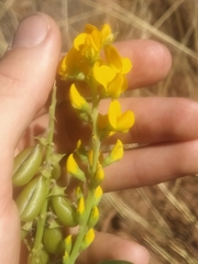 Crotalaria novae-hollandiae