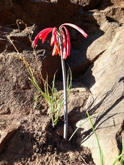 Cyrtanthus angustifolius