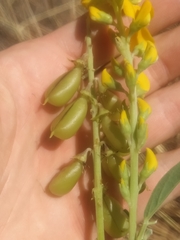 Crotalaria novae-hollandiae