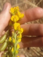 Crotalaria novae-hollandiae