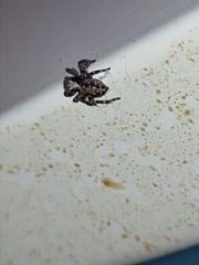 Pseudeuophrys lanigera