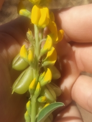 Crotalaria novae-hollandiae