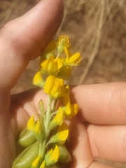 Crotalaria novae-hollandiae