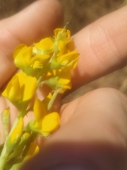 Crotalaria novae-hollandiae