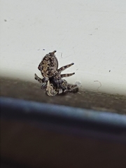 Pseudeuophrys lanigera