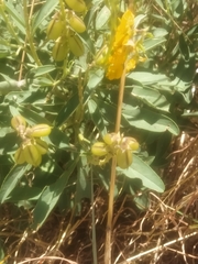 Crotalaria novae-hollandiae