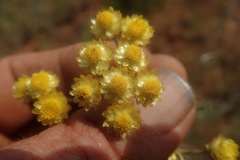 Helichrysum chrysargyrum