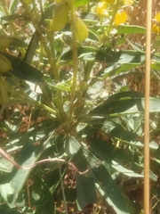 Crotalaria novae-hollandiae
