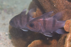 Apogonichthyoides sialis