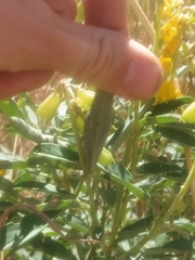 Crotalaria novae-hollandiae