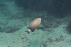 Pomacentrus chrysurus