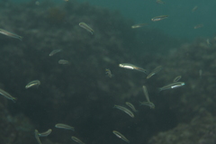 Parioglossus dotui