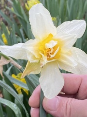 Narcissus