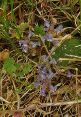 Phelipanche nana