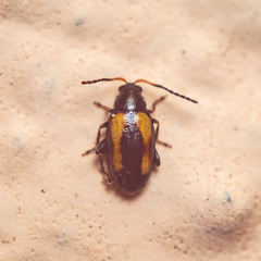 Phyllotreta variipennis