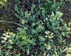 Astragalus rupifragus