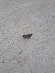 Hylephila phyleus
