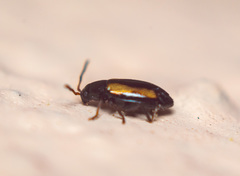 Phyllotreta variipennis