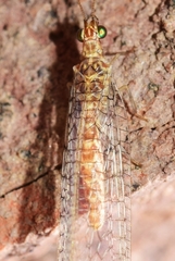 Pseudomallada venosus