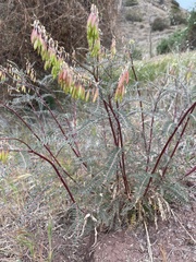 Astragalus trichopodus antisellii