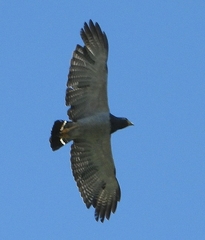 Morphnarchus princeps