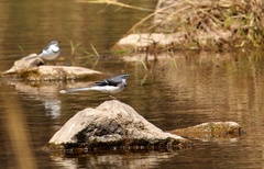 Motacilla clara