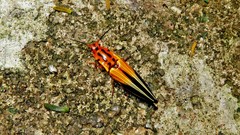 Semiotus intermedius