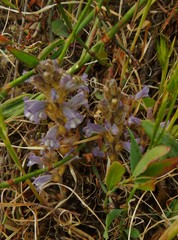 Phelipanche nana