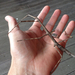 New Zealand Giant Stick Insect - Photo (c) Jon Sullivan, some rights reserved (CC BY), uploaded by Jon Sullivan