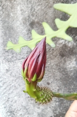 Selenicereus anthonyanus