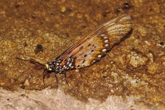 Acraea acara
