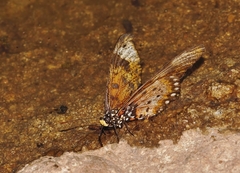 Acraea acara