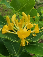 Lonicera flava