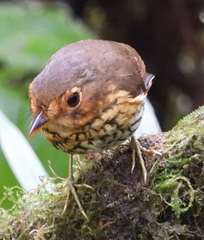 Grallaricula flavirostris