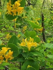 Lonicera flava