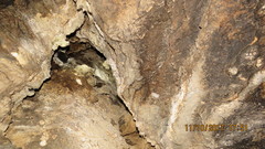 Balantiopteryx plicata