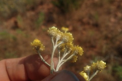 Helichrysum chrysargyrum