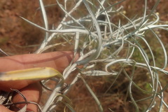 Helichrysum chrysargyrum