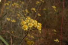 Helichrysum chrysargyrum