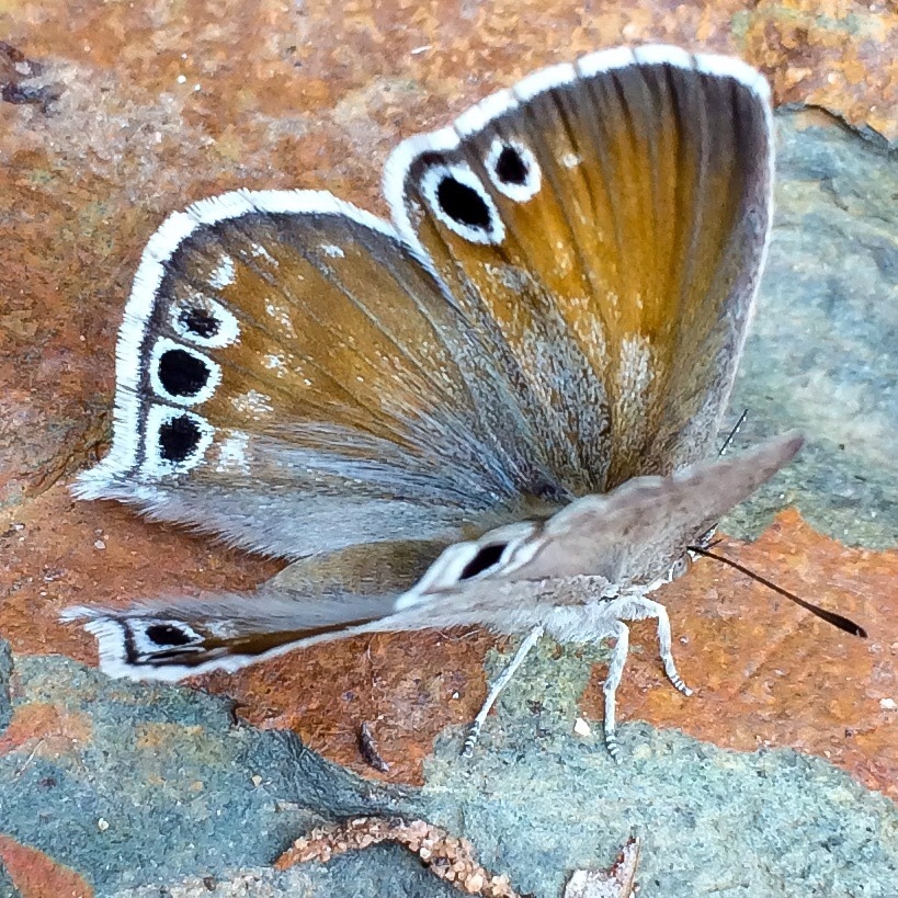 Common Black-eye