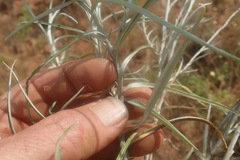 Helichrysum chrysargyrum