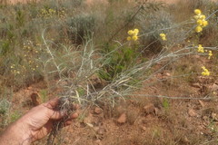 Helichrysum chrysargyrum