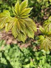 Acer pseudoplatanus