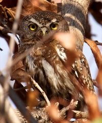 Glaucidium perlatum
