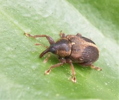 Lignyodes enucleator
