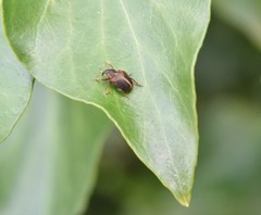 Lignyodes enucleator