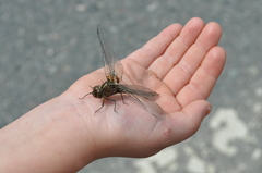 Neurocordulia yamaskanensis