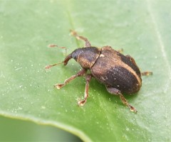 Lignyodes enucleator