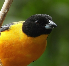 Anisognathus notabilis